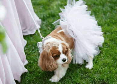White Bridal Dog Tutu Skirt (size: large)